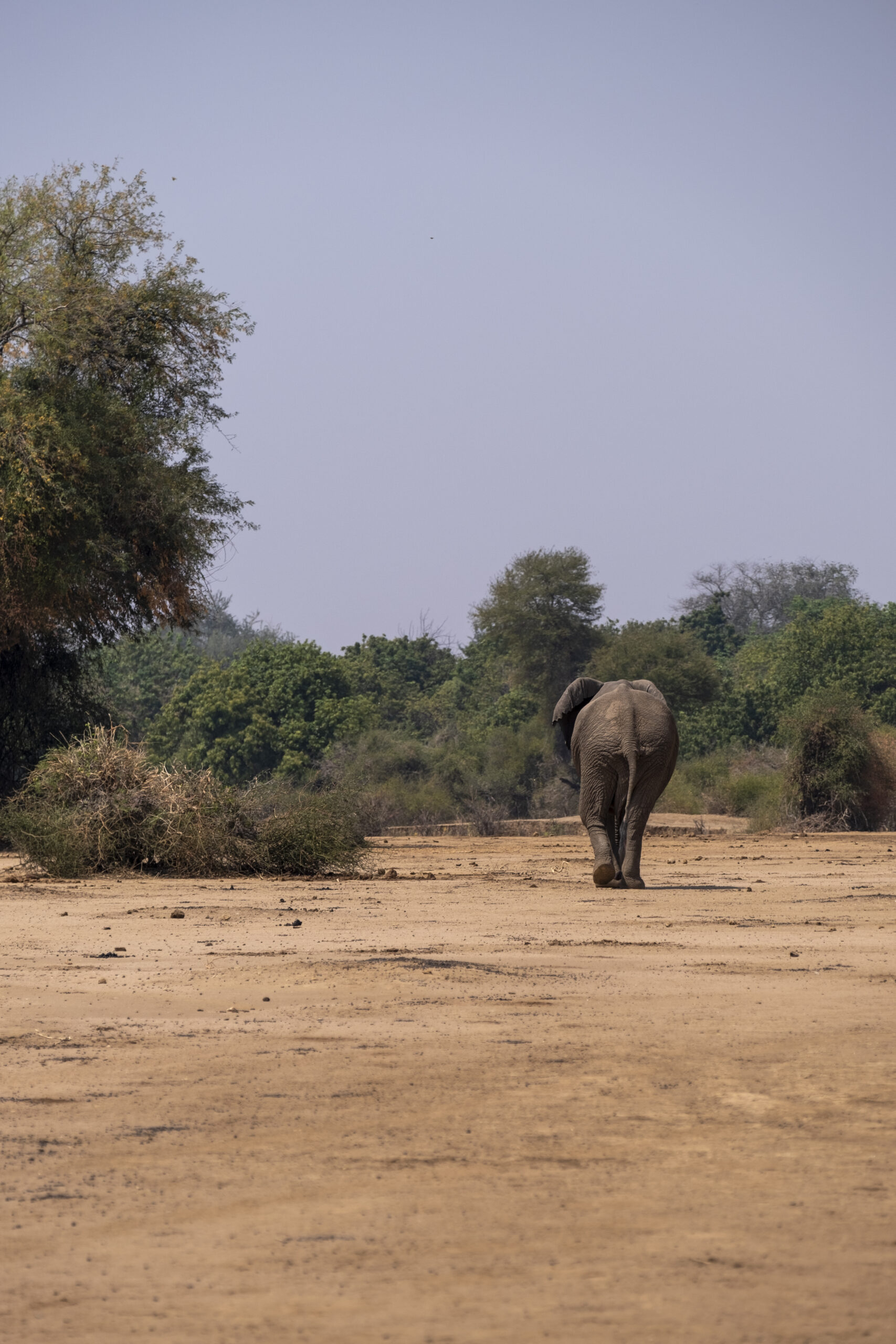 Zambia UNEP CITES-2024084321